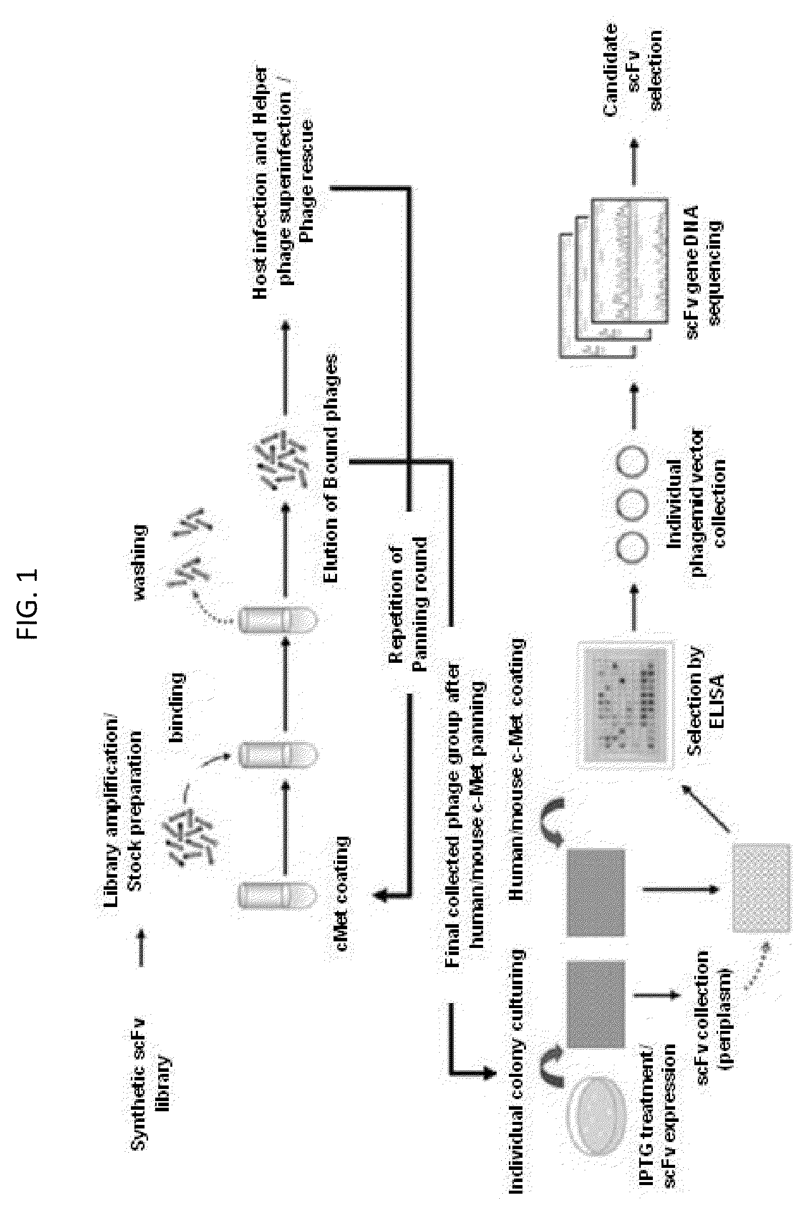 Antibodies cross-reactive to human and mouse c-Met and uses thereof