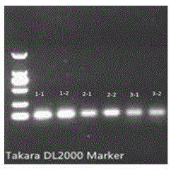 Method for establishing CYP2D1 gene knockout rat model