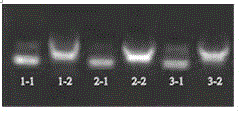 Method for establishing CYP2D1 gene knockout rat model