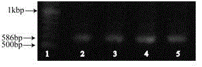 Method for establishing CYP2D1 gene knockout rat model