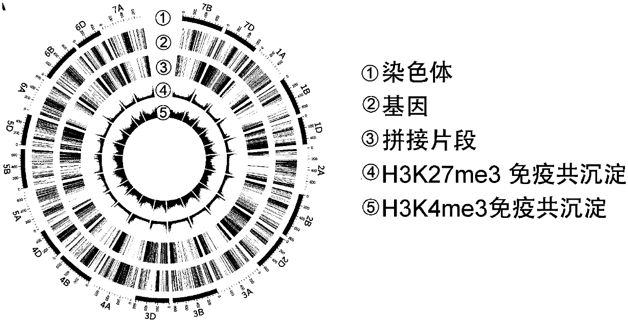 Parsing of biological core genome information through low-cost assembling based on apparent group information