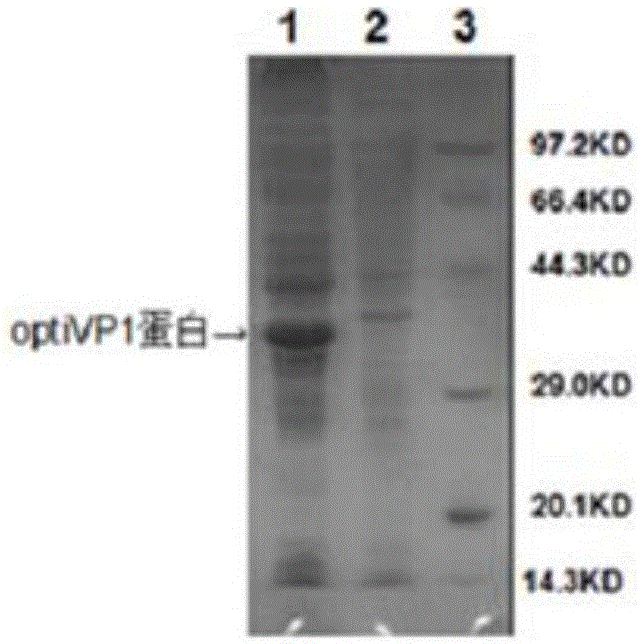 Codon optimization type 1 type duck hepatitis A virus VP1 gene and application of recombinant protein of codon optimization type 1 type duck hepatitis A virus VP1 gene