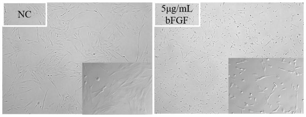 Improved proliferation culture medium for maintaining functions of adipose tissue-derived stromal cells