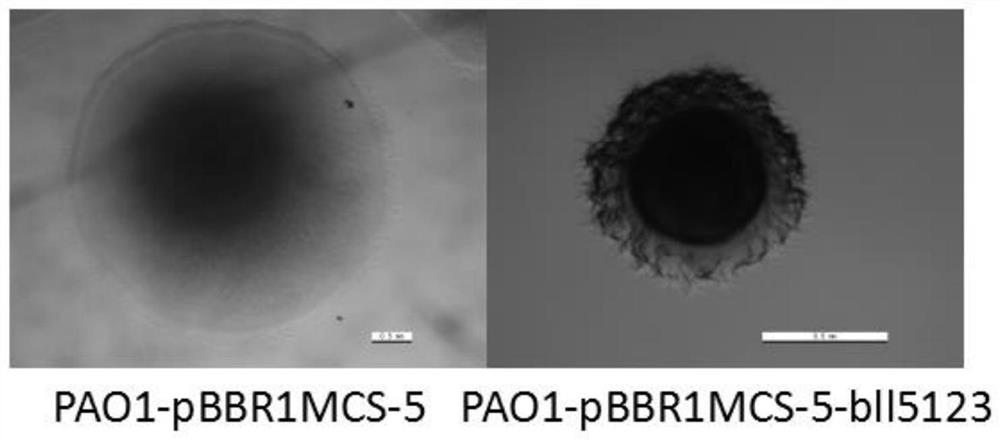 A method for studying the gene function of Bradyrhizobium