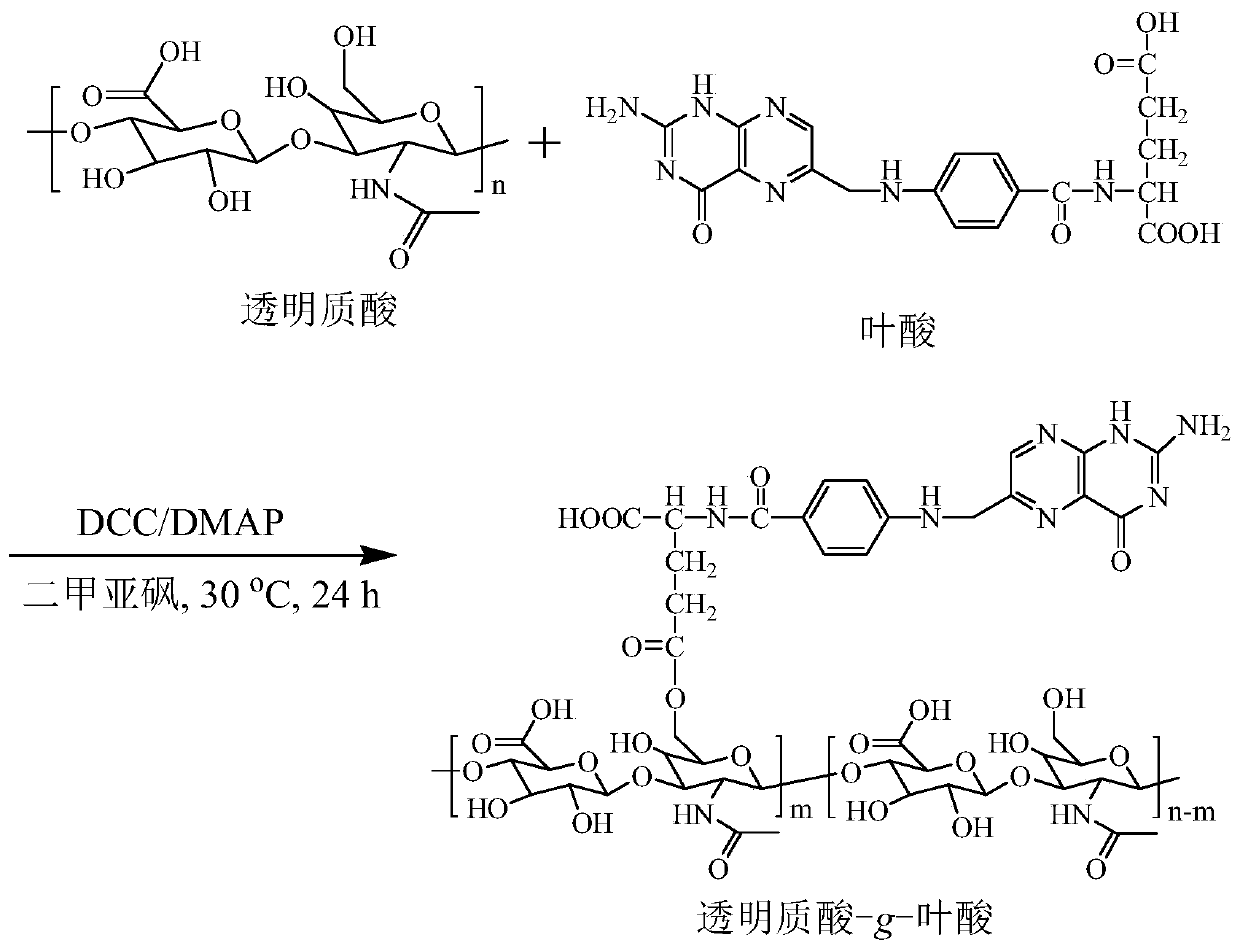 Hyaluronic acid-g-folic acid amphiphilic polymer and application thereof