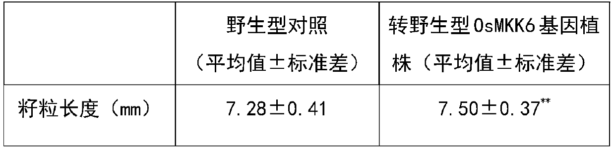 Rice mapk6 gene mutant and its application