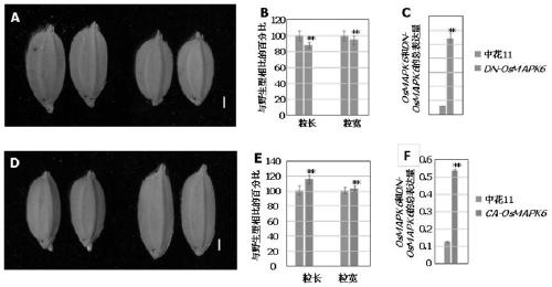 Rice mapk6 gene mutant and its application