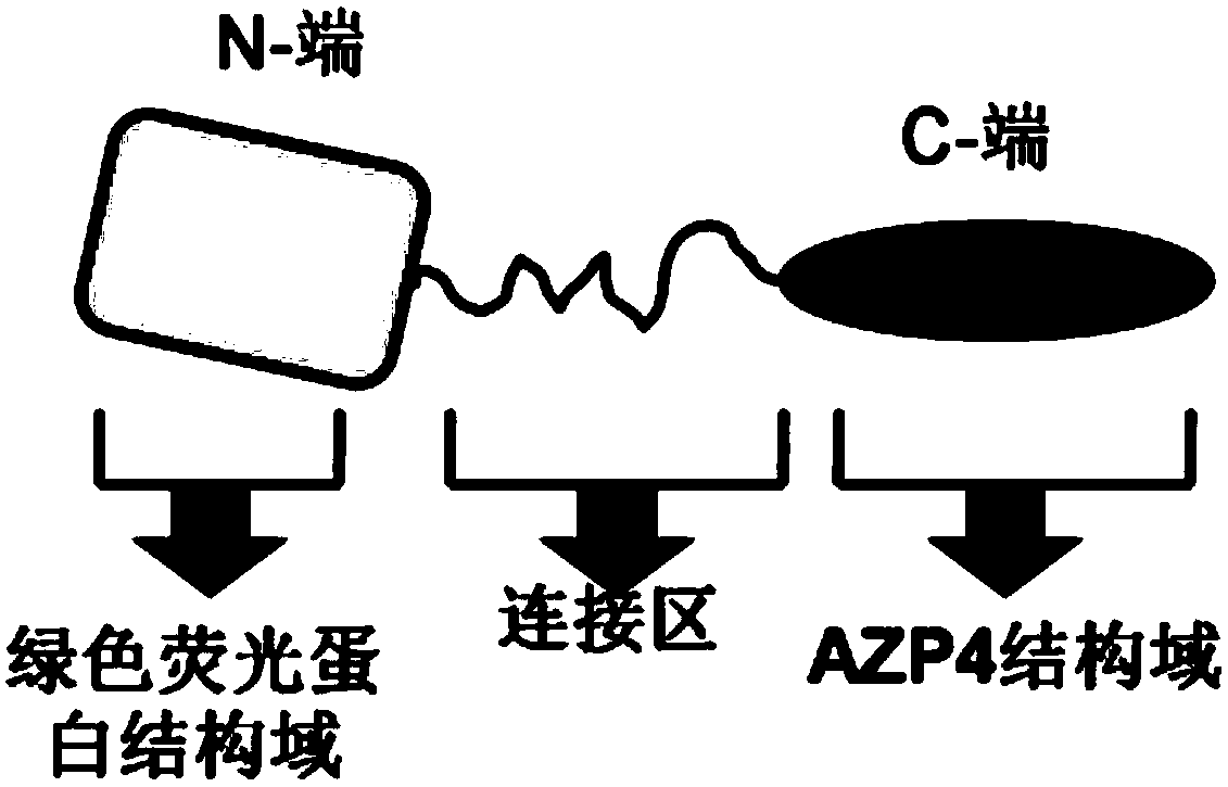 Signal amplification system based on bioluminescence resonance energy transfer and detection method thereof