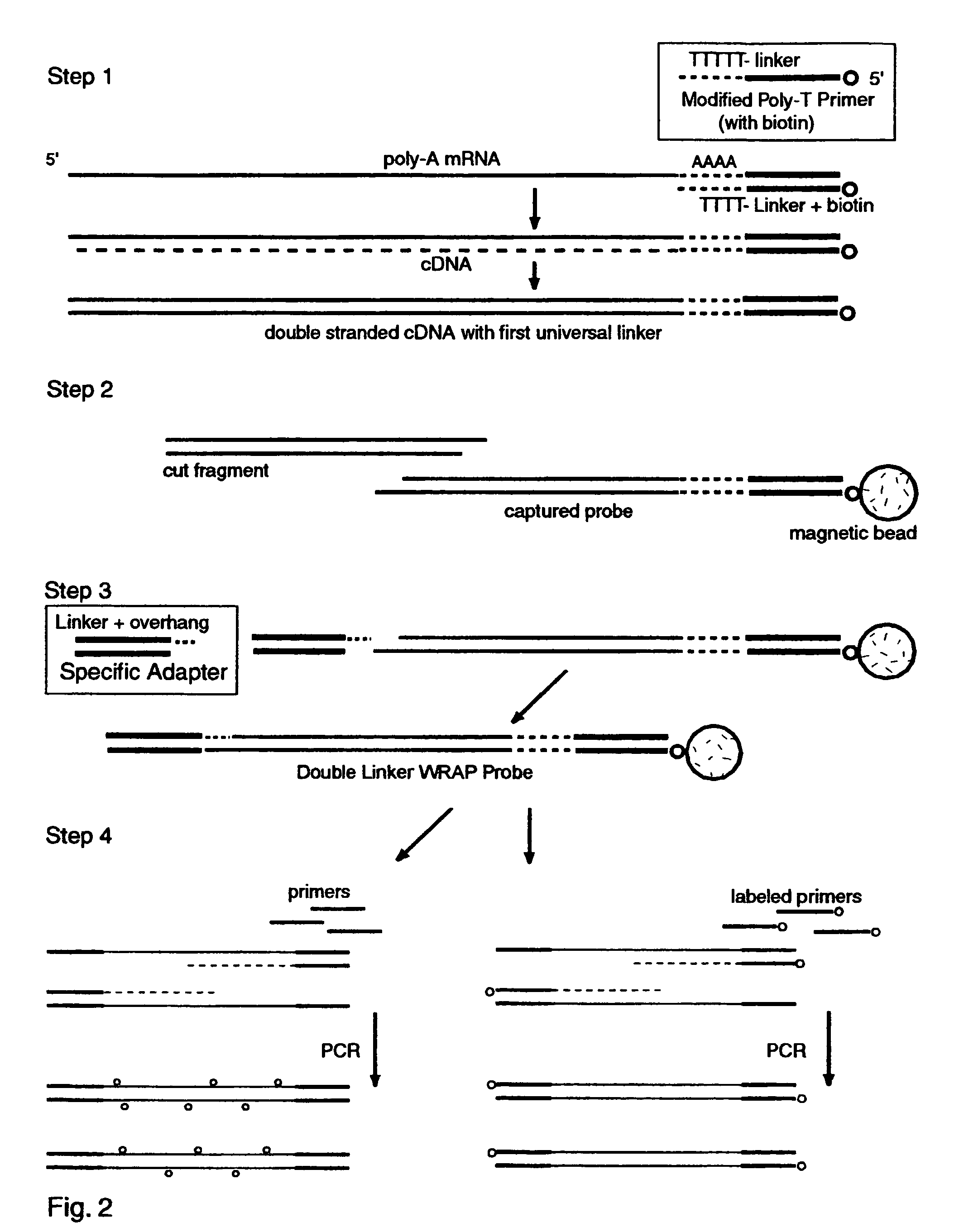 Systems and methods to quantify and amplify both signaling probes for cDNA chips and genes expression microarrays