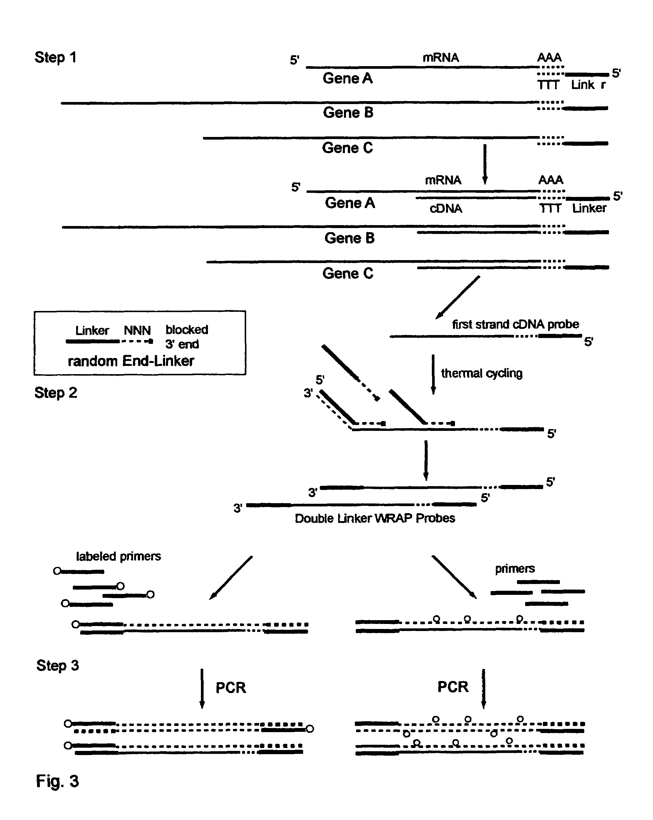 Systems and methods to quantify and amplify both signaling probes for cDNA chips and genes expression microarrays