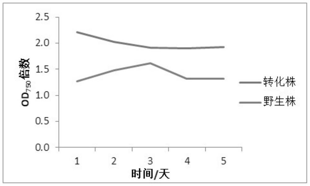 A method for improving carbon fixation efficiency of microalgae and transgenic Chlamydomonas and application