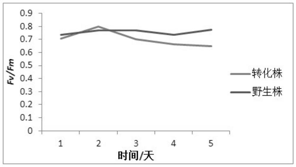 A method for improving carbon fixation efficiency of microalgae and transgenic Chlamydomonas and application