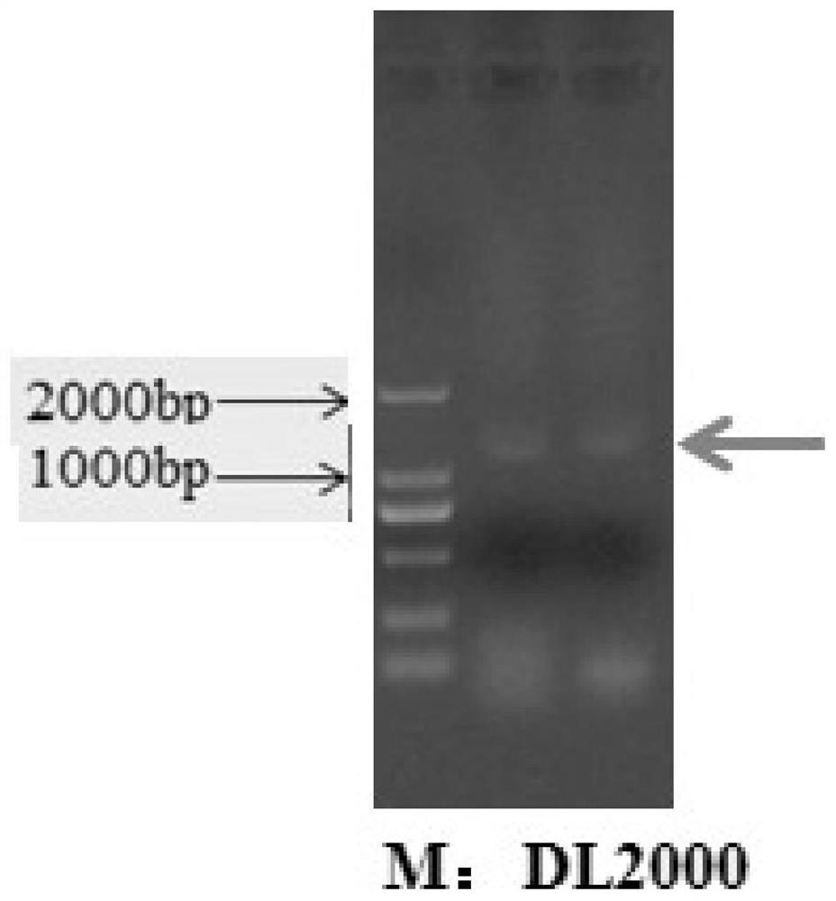 A method for improving carbon fixation efficiency of microalgae and transgenic Chlamydomonas and application