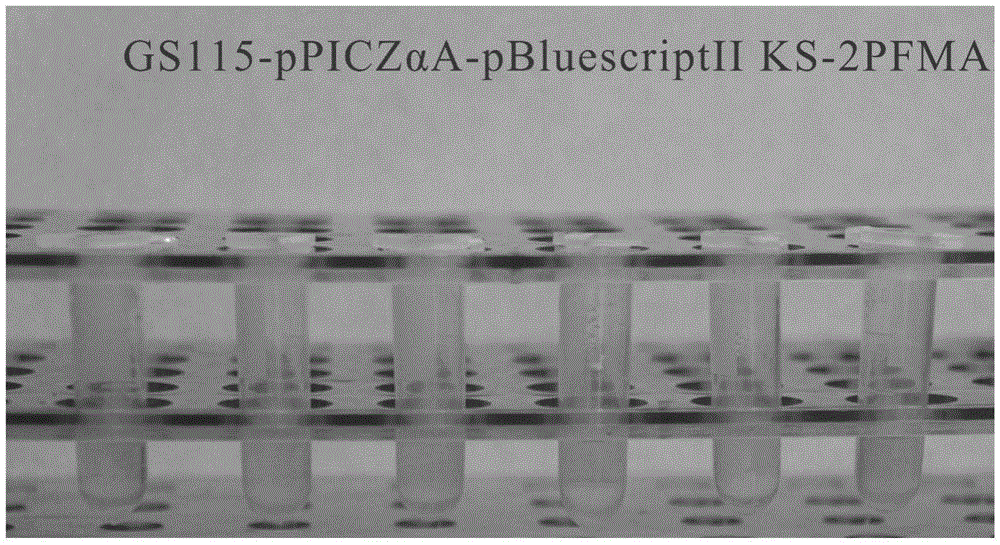 Method for constructing tandem expression vector and engineering strain of Pinctada martensii muscle antioxidant peptide