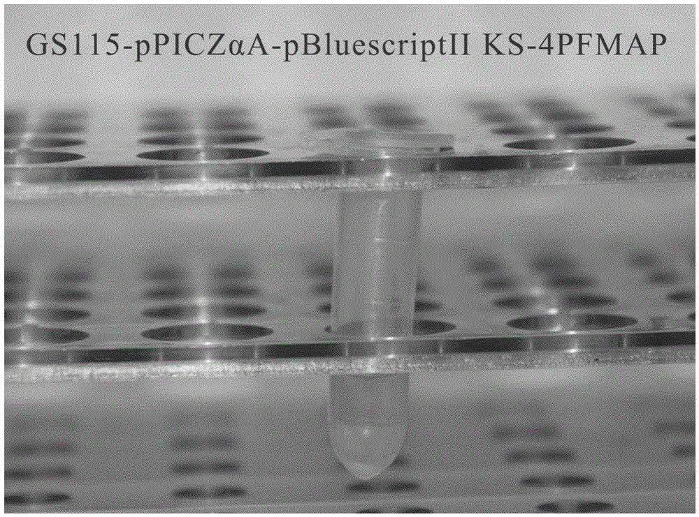 Method for constructing tandem expression vector and engineering strain of Pinctada martensii muscle antioxidant peptide