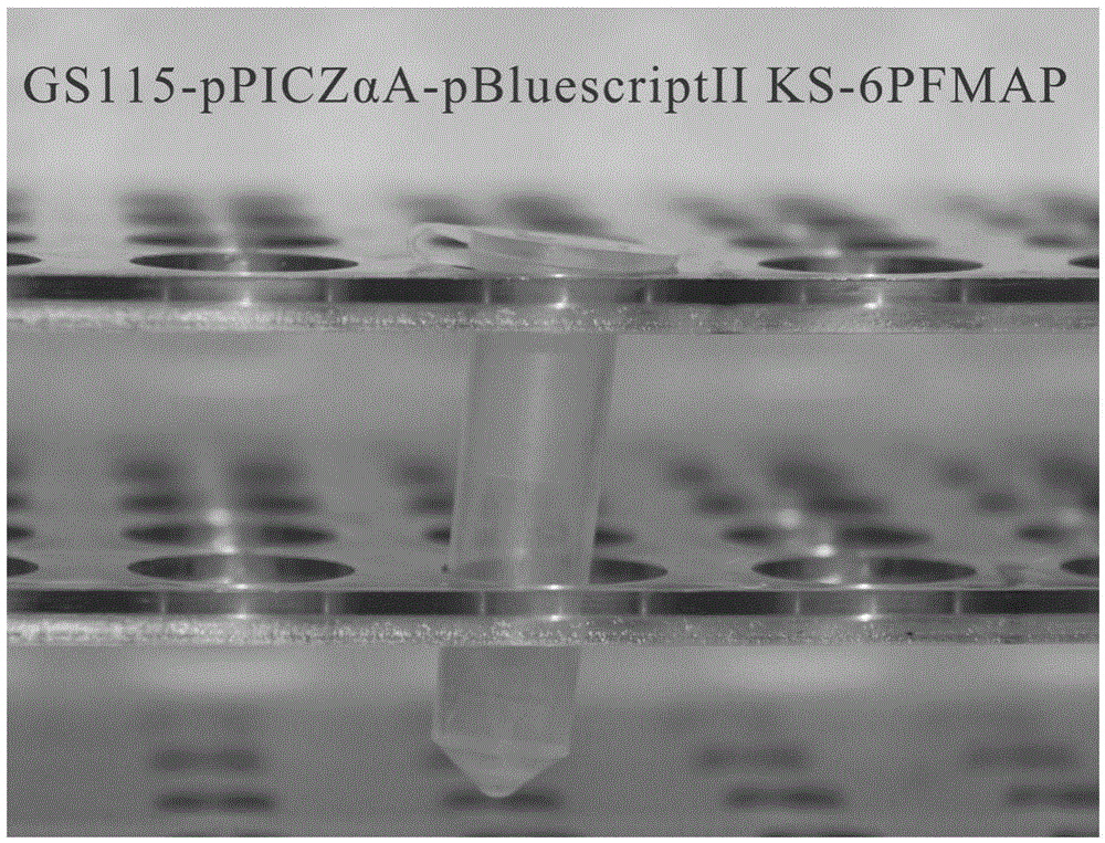 Method for constructing tandem expression vector and engineering strain of Pinctada martensii muscle antioxidant peptide