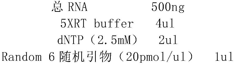 Reverse transcriptase mutant for nucleic acid detection