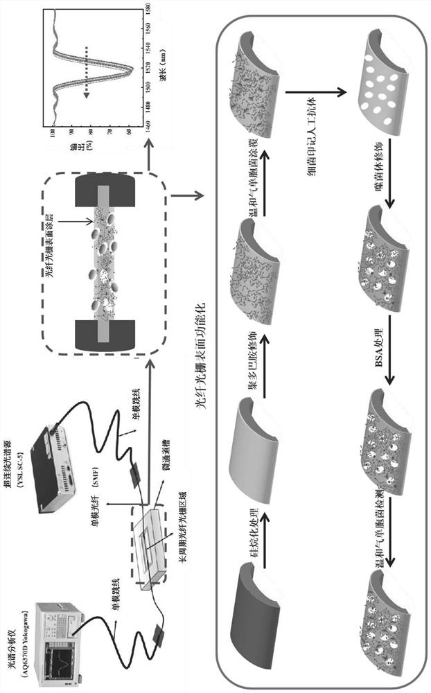 Long-period fiber bragg grating modified based on toxic strain imprinting artificial antibody combined with bacteriophage and preparation method and application of long-period fiber bragg grating