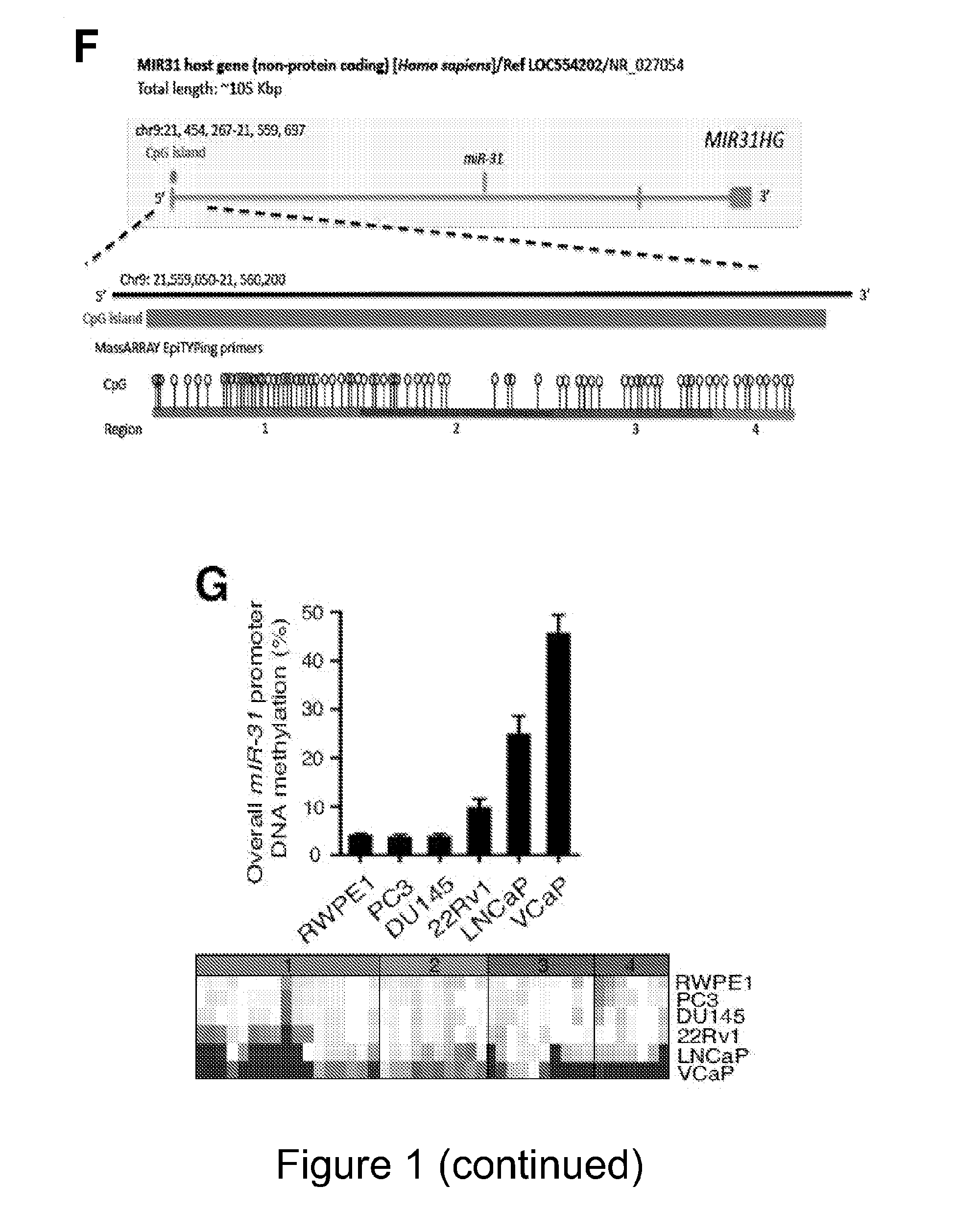 MiRNA-31 AS A DIAGNOSTIC, PROGNOSTIC AND THERAPEUTIC AGENT IN CANCER