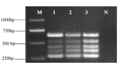 PCR (Polymerase chain reaction) primer capable of simultaneously detecting five soil-borne fungal diseases of wheat paddock and detecting method thereof