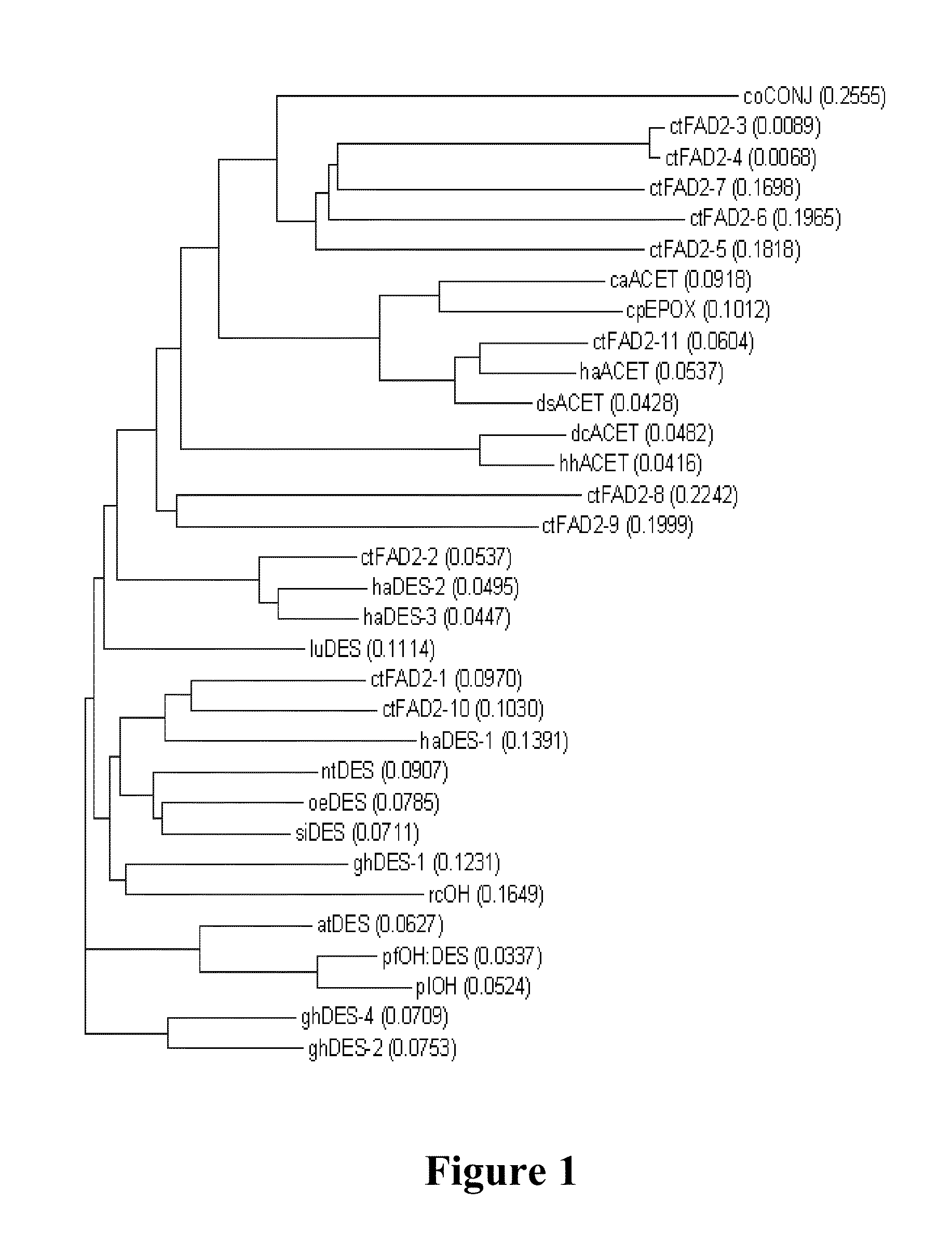 High oleic acid oils