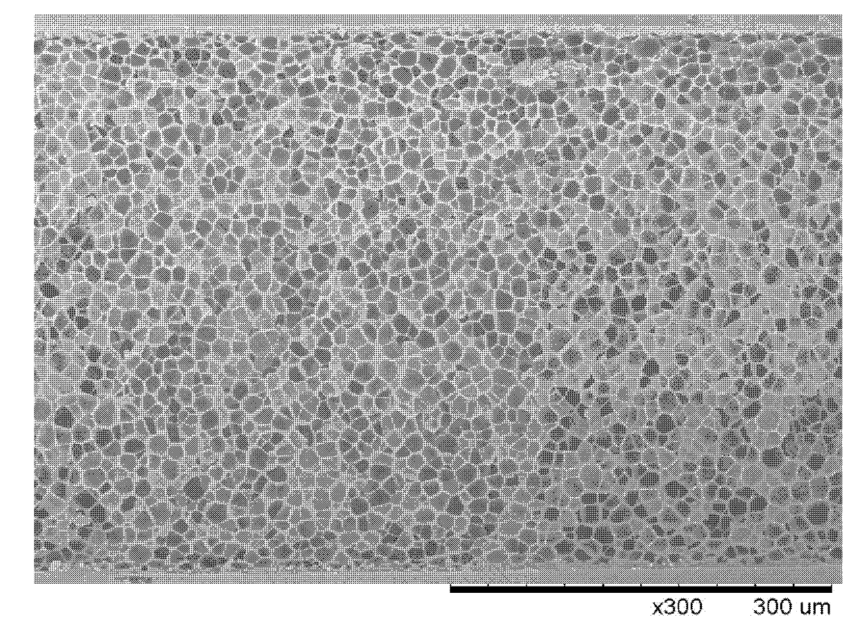 Preparation method of biodegradable polymer foamed sheet product