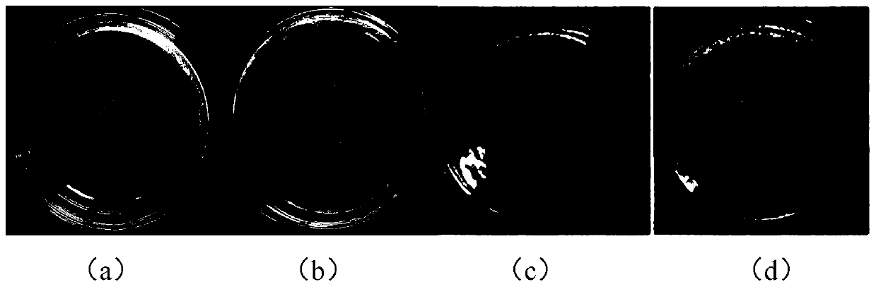 Wound dressing capable of stopping bleeding and resisting infection and preparation method of wound dressing