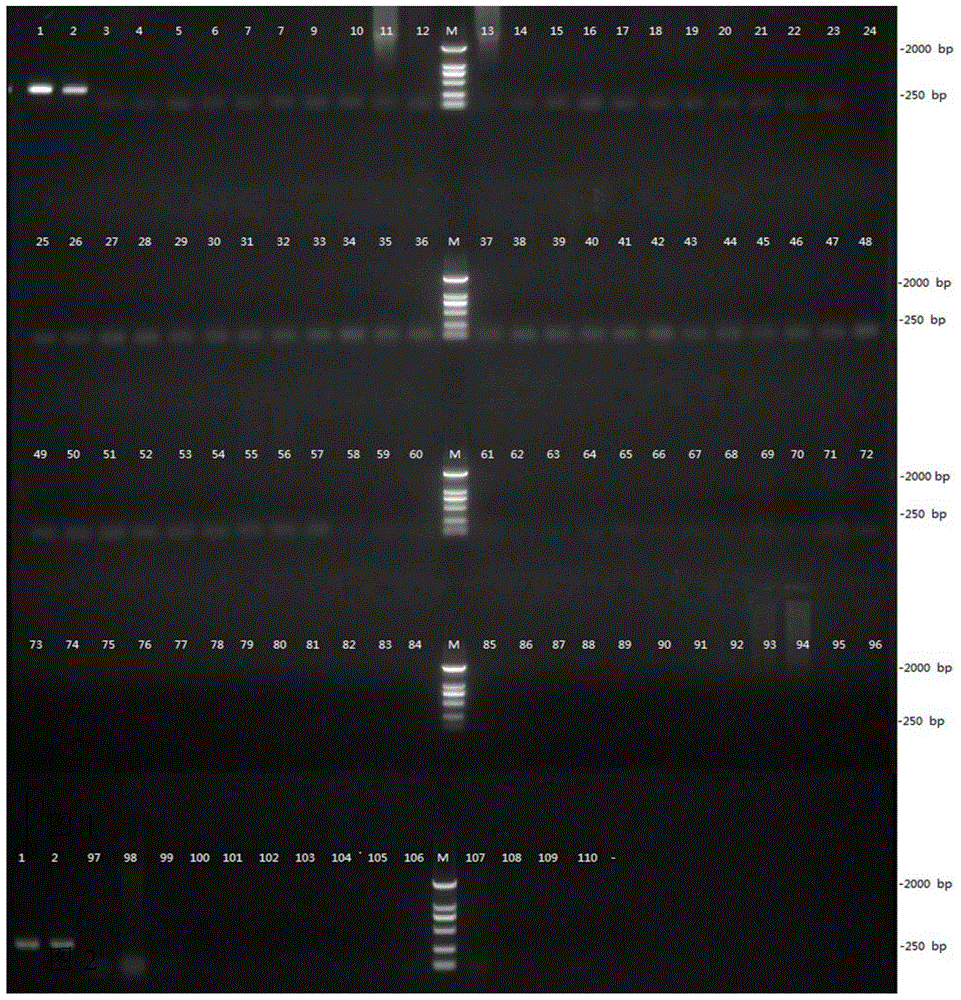 Specific COI primers for peristenus spretus Chen&van Achterberg, kit containing same and application of primers and kit