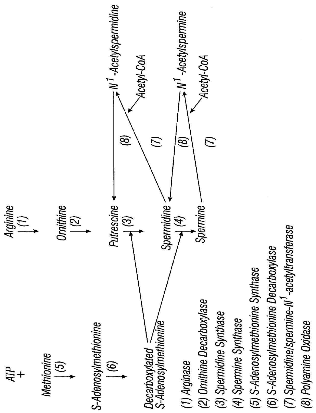 DFMO for the treatment or prevention of cervical intraepithelial neoplasia