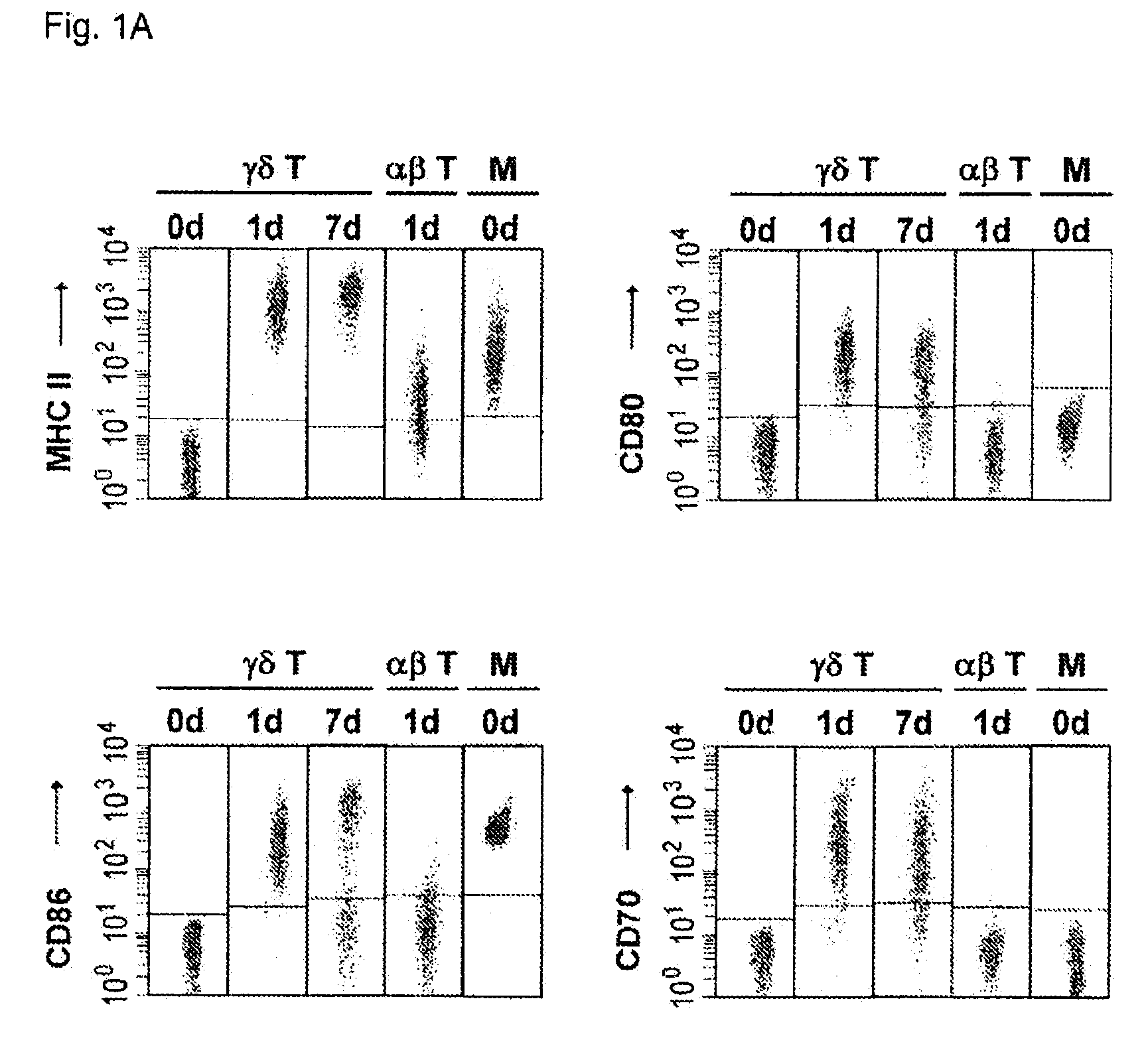 Preparation of antigen-presenting human gamma delta t cells and use in immunotherapy