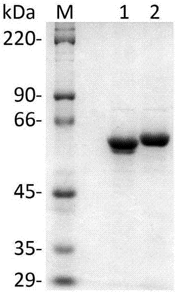 Method for enzymic synthesis of kaempferol