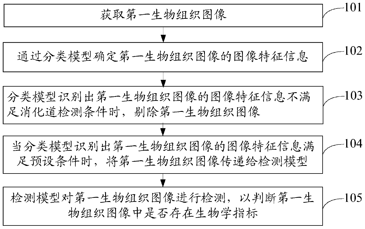 Biological tissue image detection method, device, equipment and medium