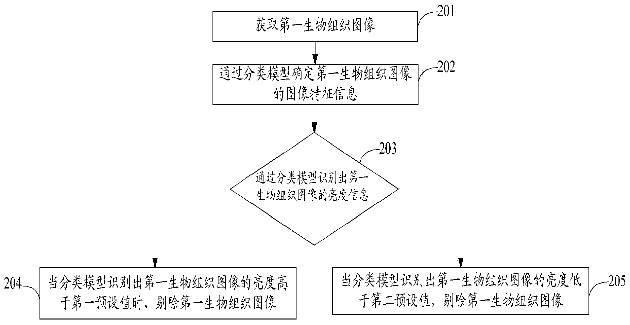 Biological tissue image detection method, device, equipment and medium