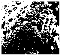 Agrobacteriumsp. having free-living nitrogen fixing ability, and applications thereof