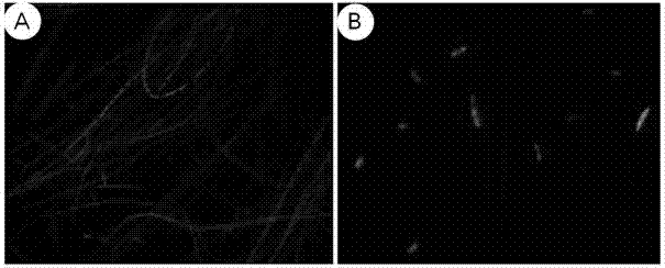 Genetic transformation method for agrobacterium tumefaciens mediated fusarium oxysporum watermelon specialization strain