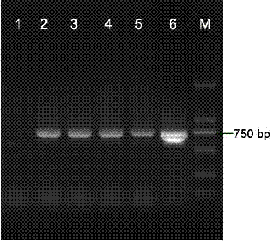 Genetic transformation method for agrobacterium tumefaciens mediated fusarium oxysporum watermelon specialization strain