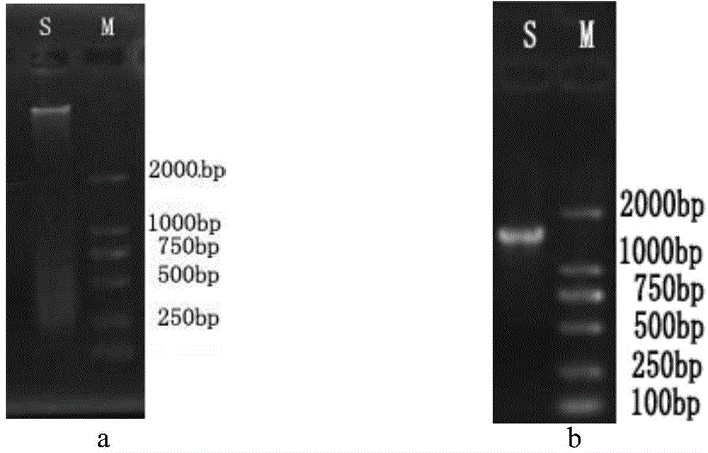 Thermophilic carbon monoxide streptomycete low-temperature subspecies Dstr3-3 and application thereof