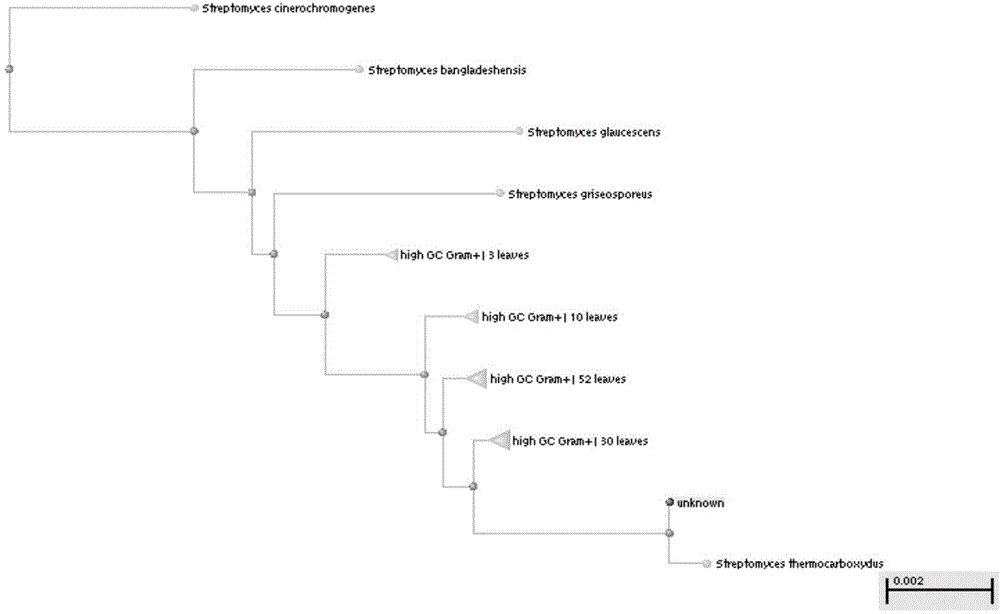 Thermophilic carbon monoxide streptomycete low-temperature subspecies Dstr3-3 and application thereof