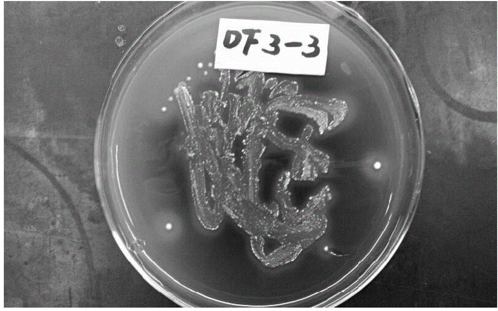 Thermophilic carbon monoxide streptomycete low-temperature subspecies Dstr3-3 and application thereof