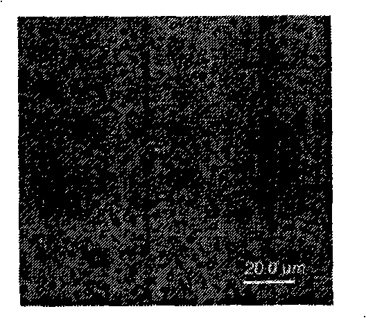 Paris polyphylla var.yunnanensis endogenetic pichia for preparing volatile oil and antibiotic activity