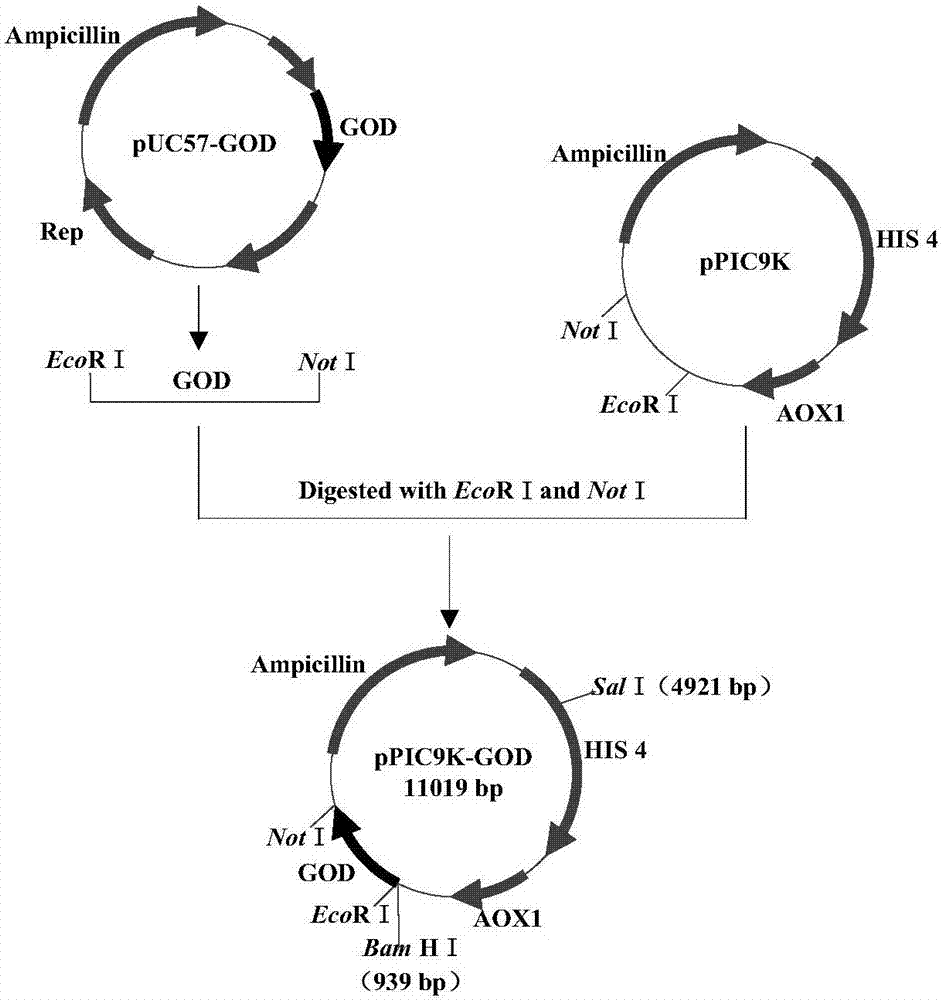 Method for performing secretory expression of glucose oxidase based on optimization of metabolic engineering, recombinant bacterium and application thereof