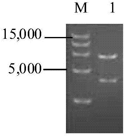 Method for performing secretory expression of glucose oxidase based on optimization of metabolic engineering, recombinant bacterium and application thereof