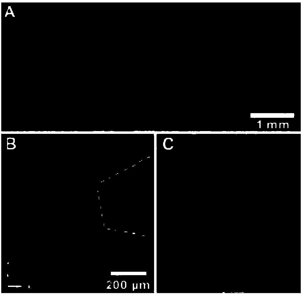 Three-dimensional coiled structure with function of automatically adjusting structure, as well as preparation method and applications of three-dimensional coiled structure