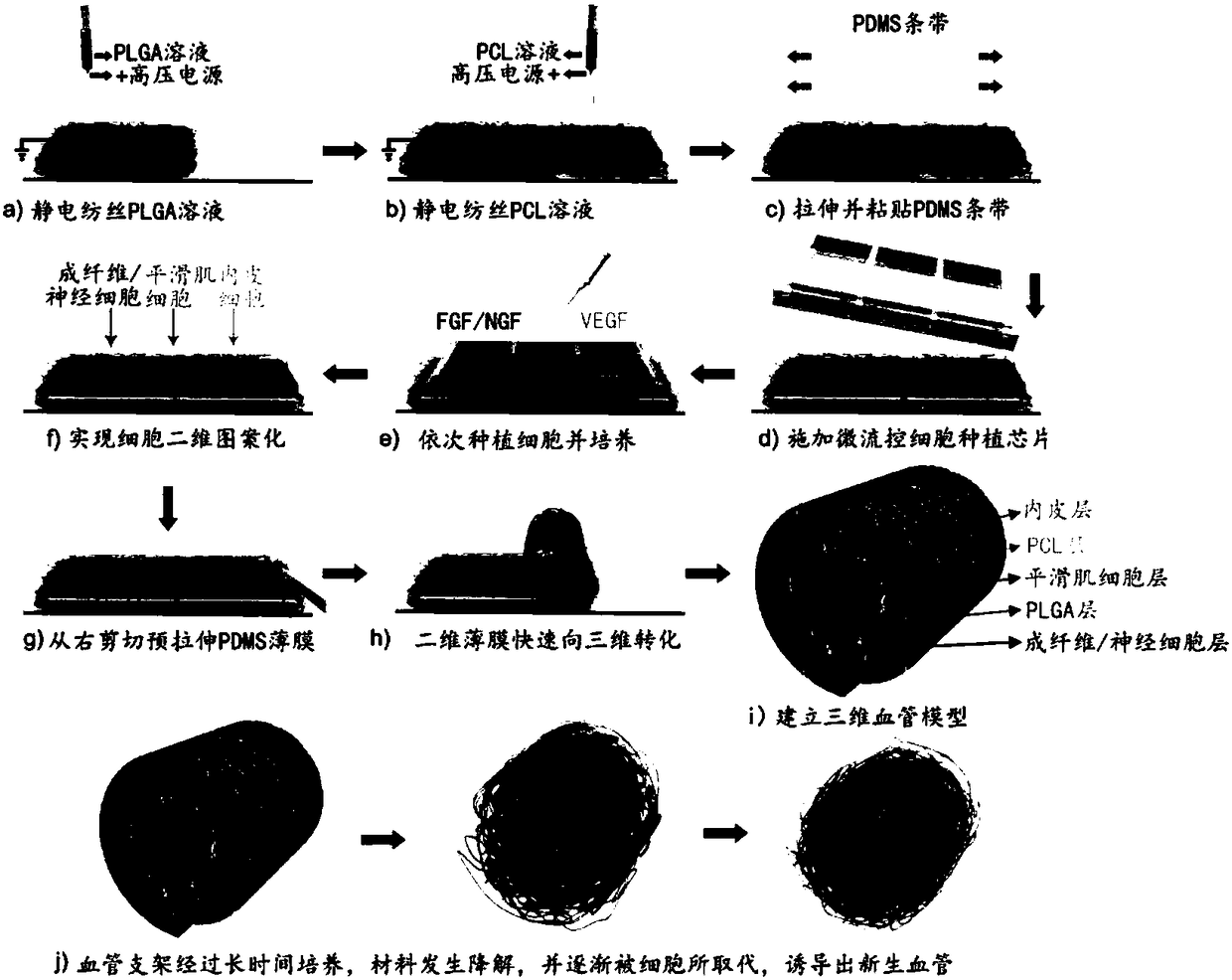 Three-dimensional coiled structure with function of automatically adjusting structure, as well as preparation method and applications of three-dimensional coiled structure