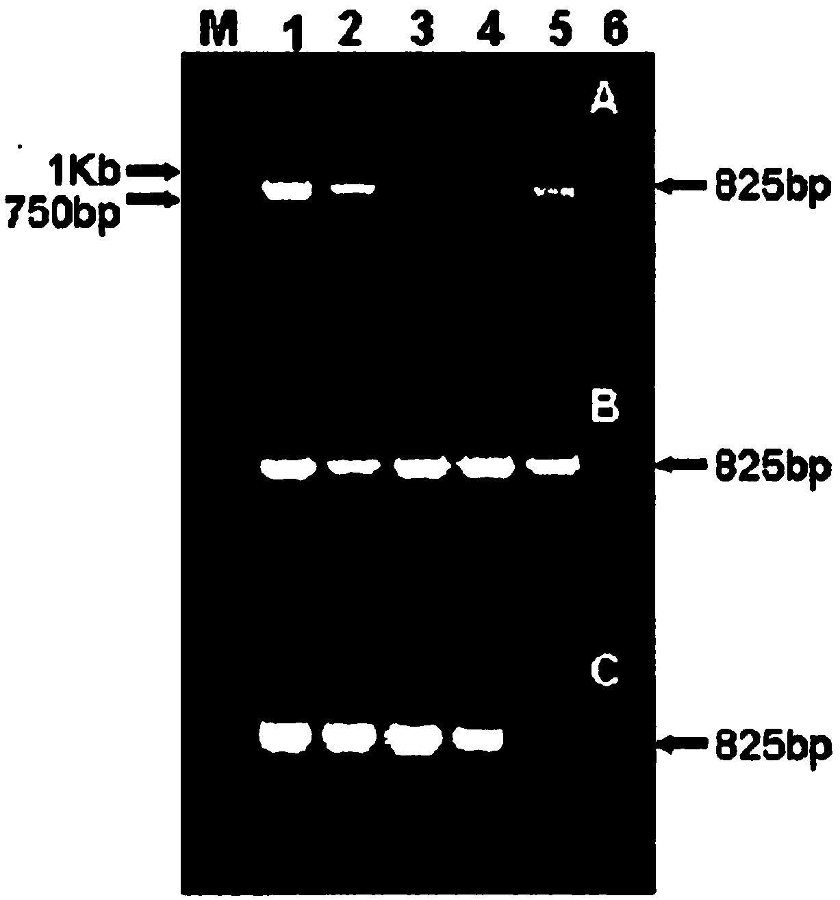 Method for rapidly detecting Salmonella in foods