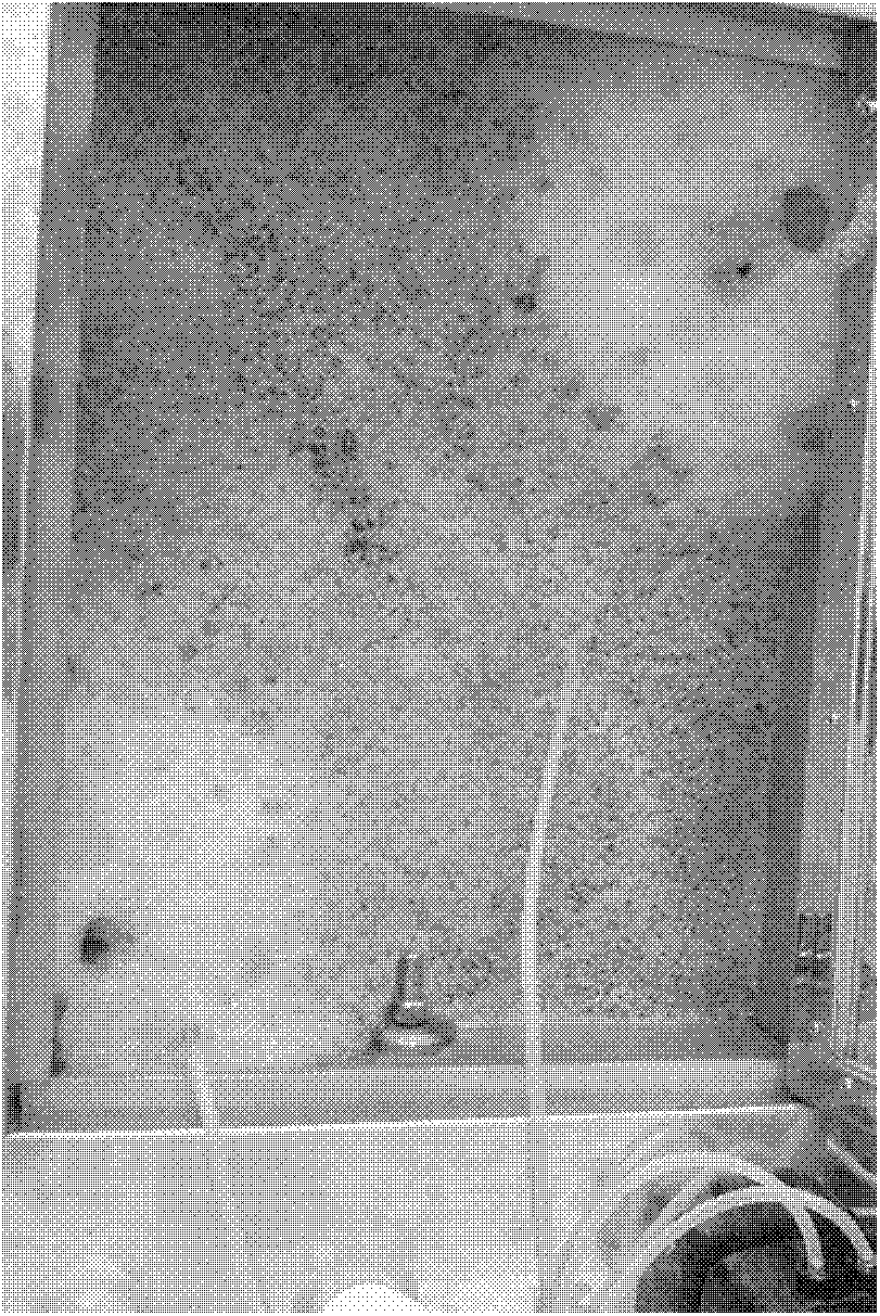 Method for preparing fibrilia by using penicillium purpurogenum DB1 strains