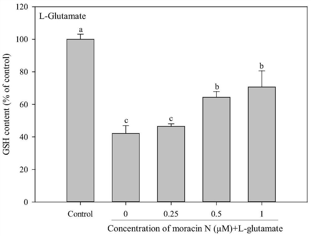 Application of morusin N in preparation of product for preventing and treating ferroptosis-related diseases