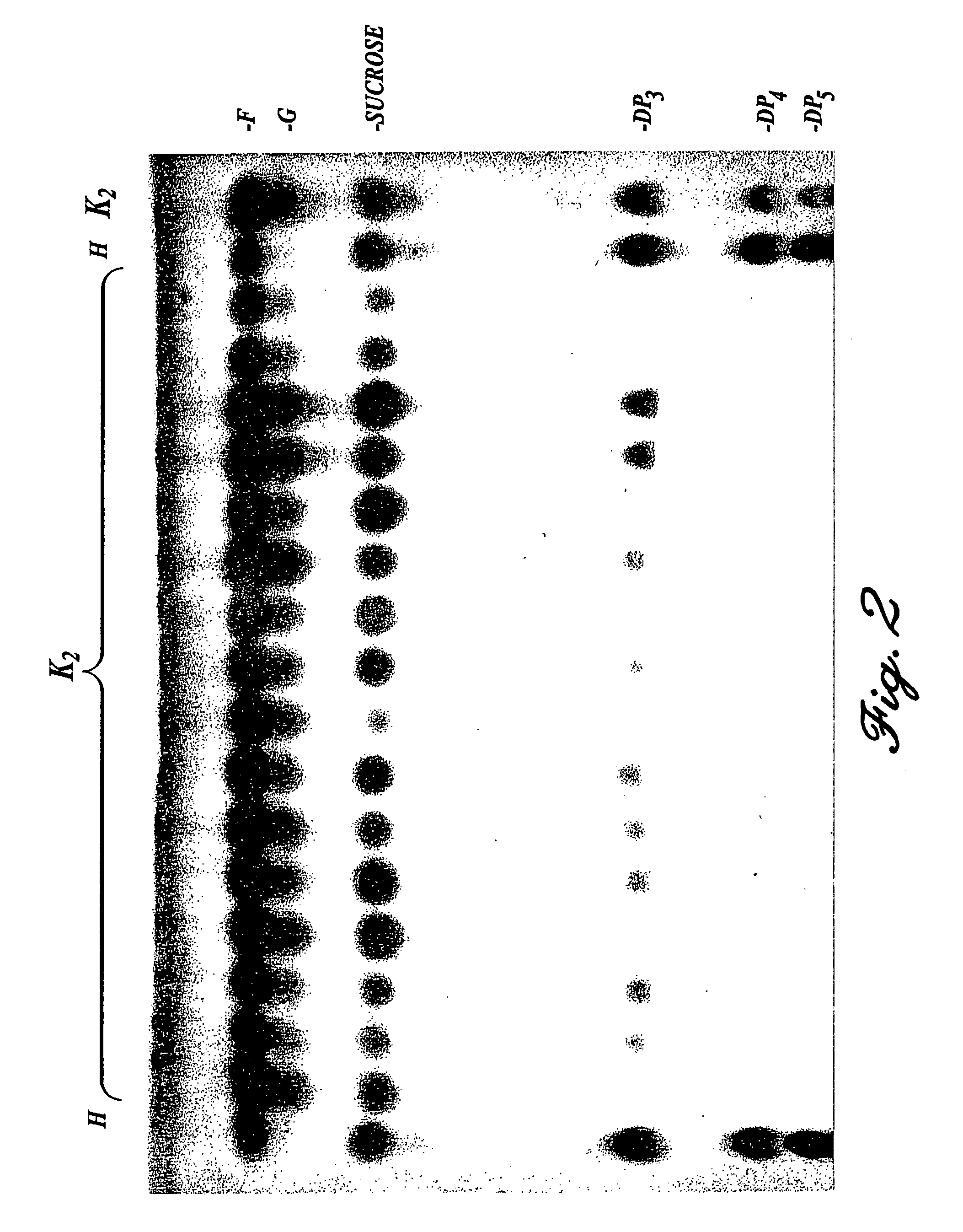 Production of oligosaccharides in transgenic plants