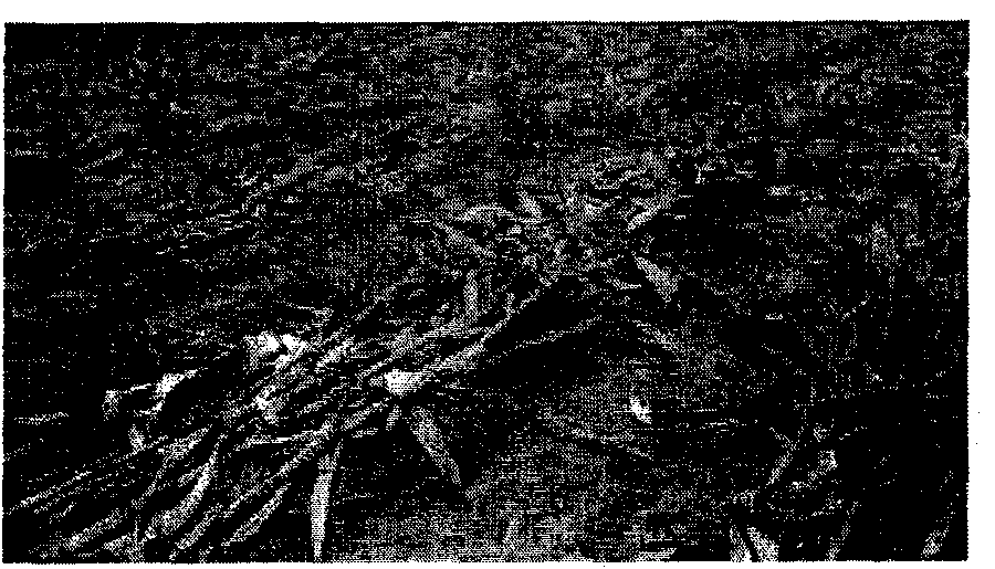 Method for planting corn in staggered large and small rows in two seasons