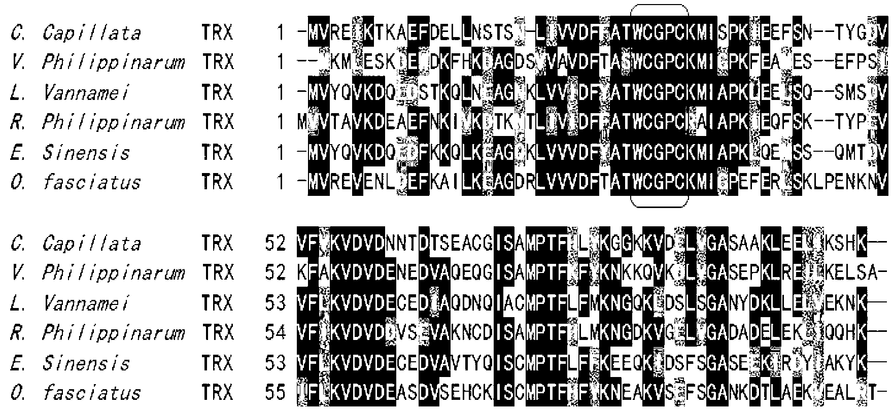 Cyanea capillata thioredoxin and coding gene and application thereof